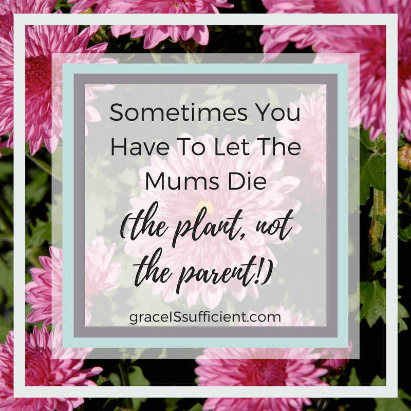 Sometimes You Have To Let The Mums Die (The Flower – Not The Parent!)