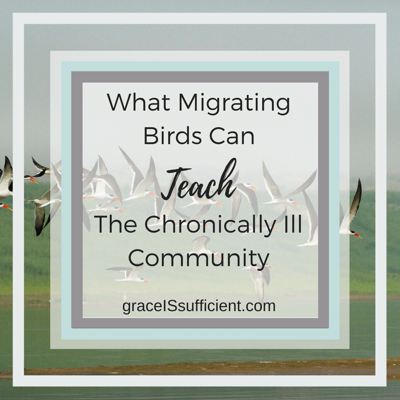 What Migrating Birds Can Teach The Chronically Ill Community
