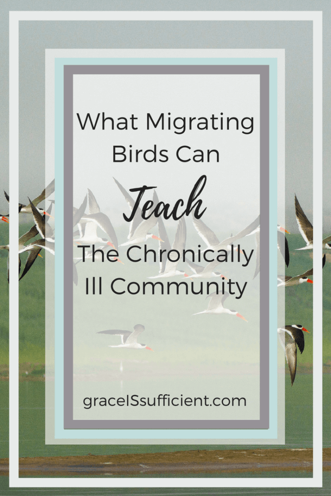 what we can learn from migrating birds